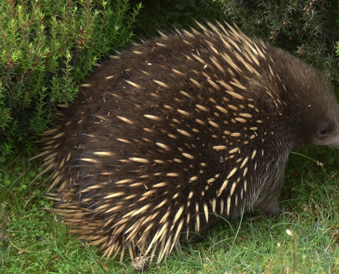 Kurzschnabel-Ameisenigel (Tachyglossus aculeatus)