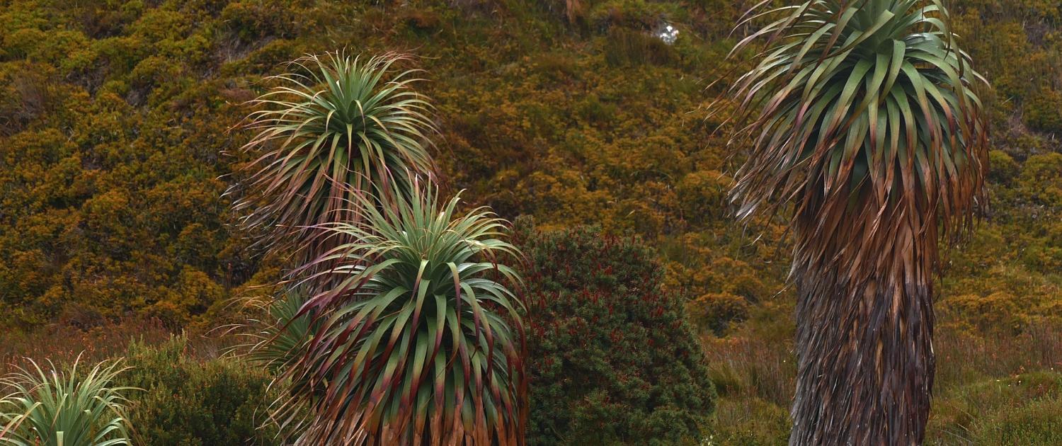 Riesen-Grasbaum (Richea pandanifolia)