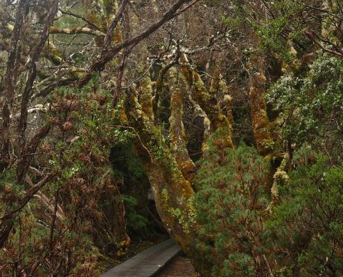 Im Cradle Mountain Nationalpark