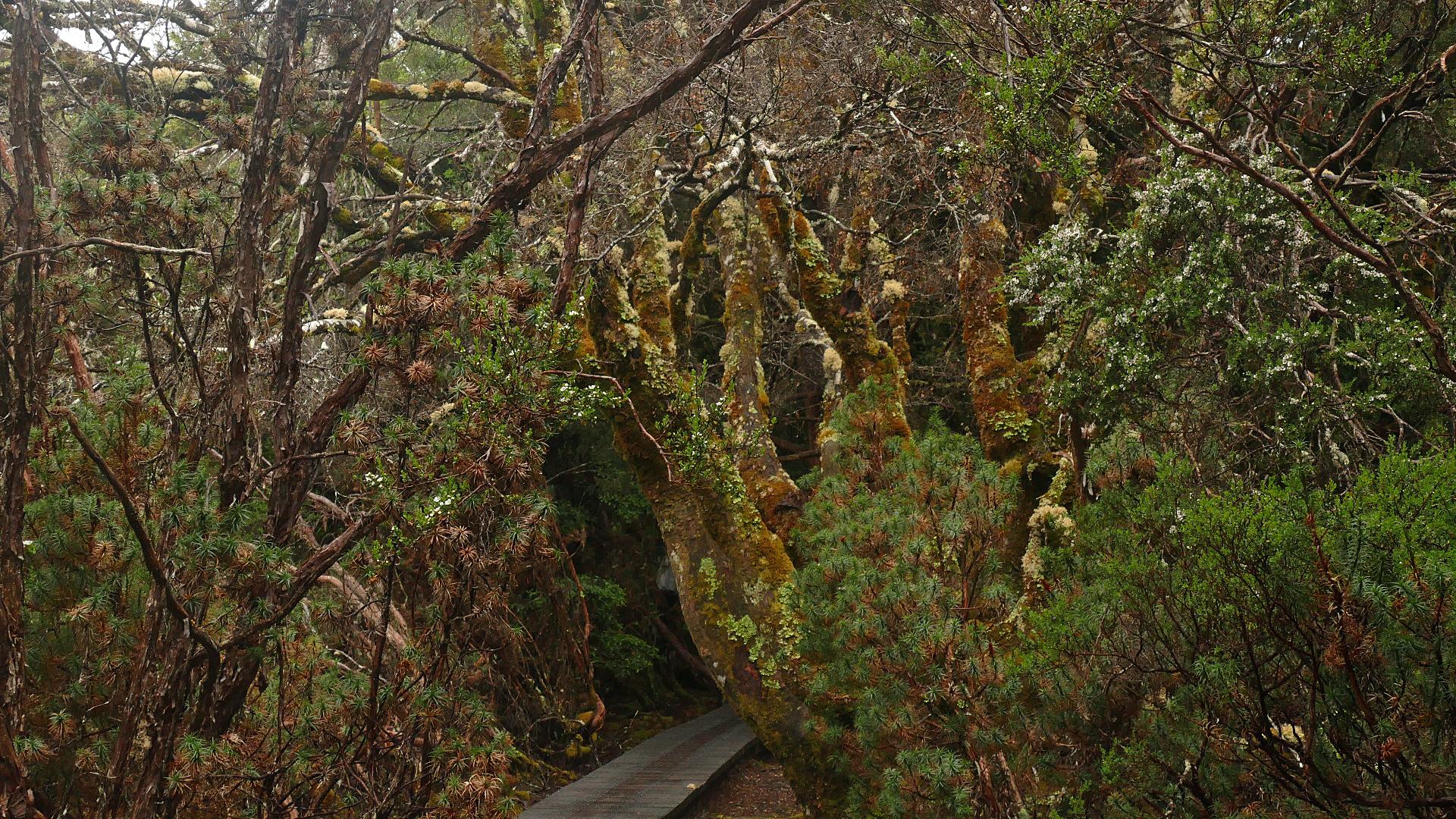 Im Cradle Mountain Nationalpark