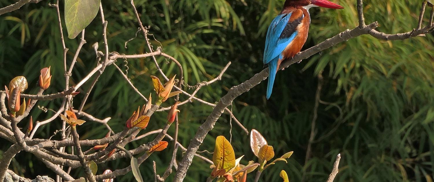 Weißbrust-Eisvogel (Halcyon smyrnensis)