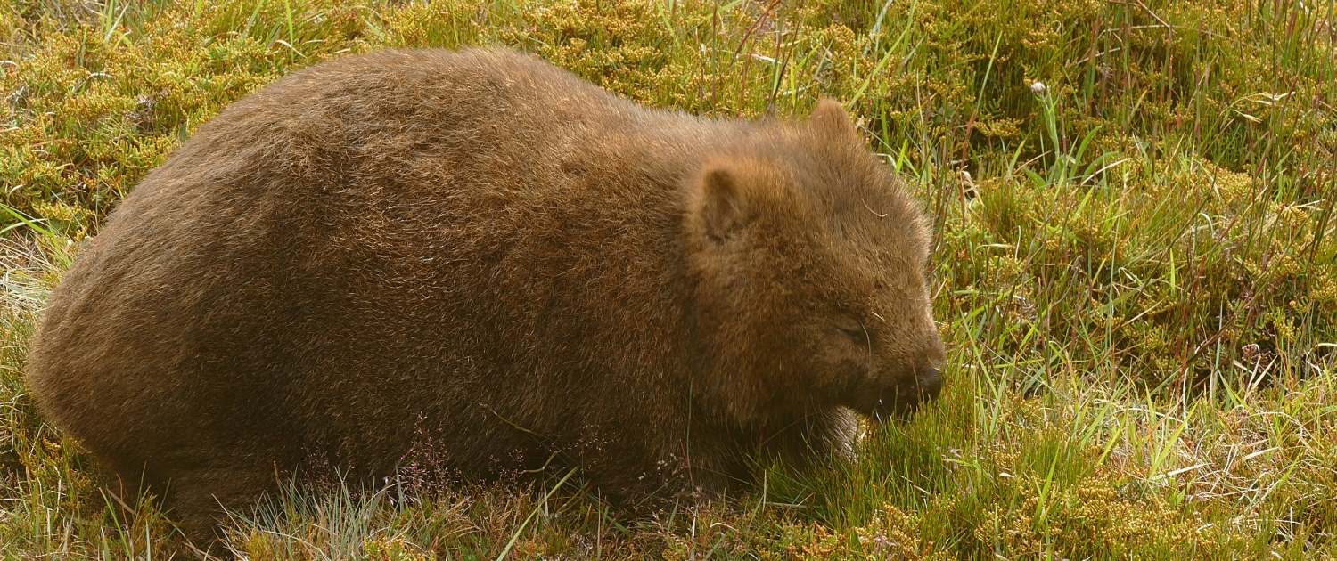 Nacktnasenwombat (Vombatus ursinus)