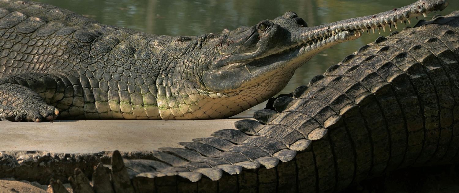 Gangesgavial (Gavialis gangeticus)