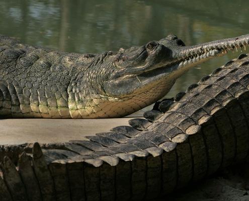 Gangesgavial (Gavialis gangeticus)
