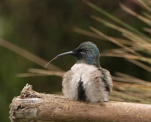 Purpurkopfkolibri (Oreotrochilus chimborazo)