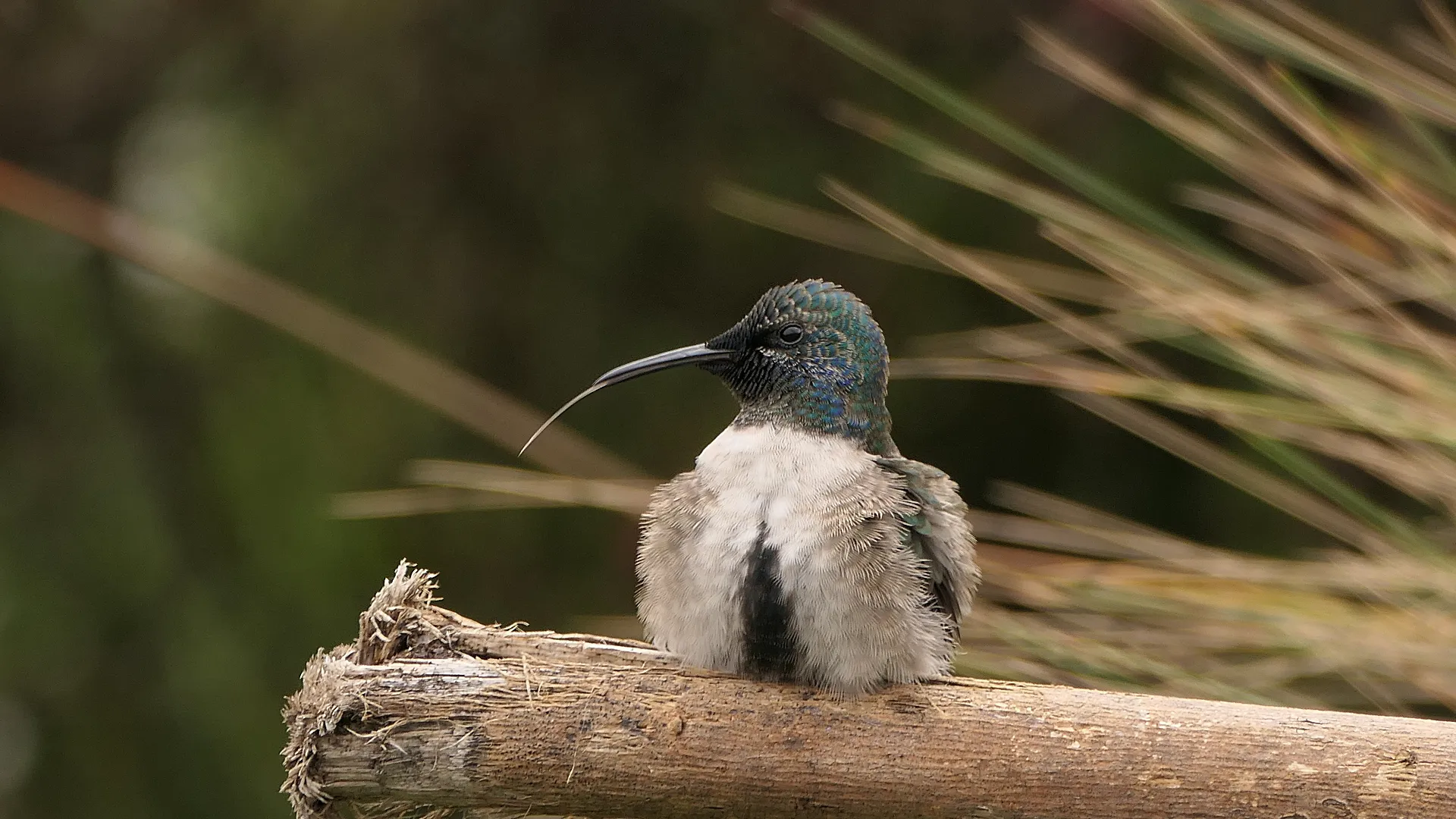 Purpurkopfkolibri (Oreotrochilus chimborazo)