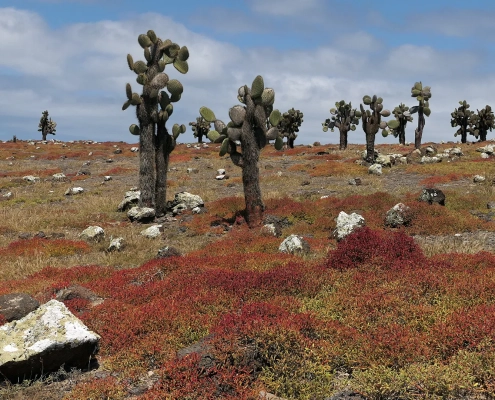 Isla Plaza Sur - Galapagos Islands