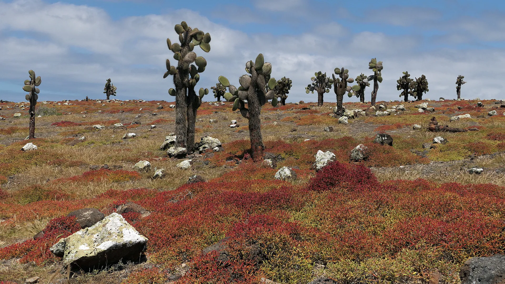 Isla Plaza Sur - Galapagos Islands