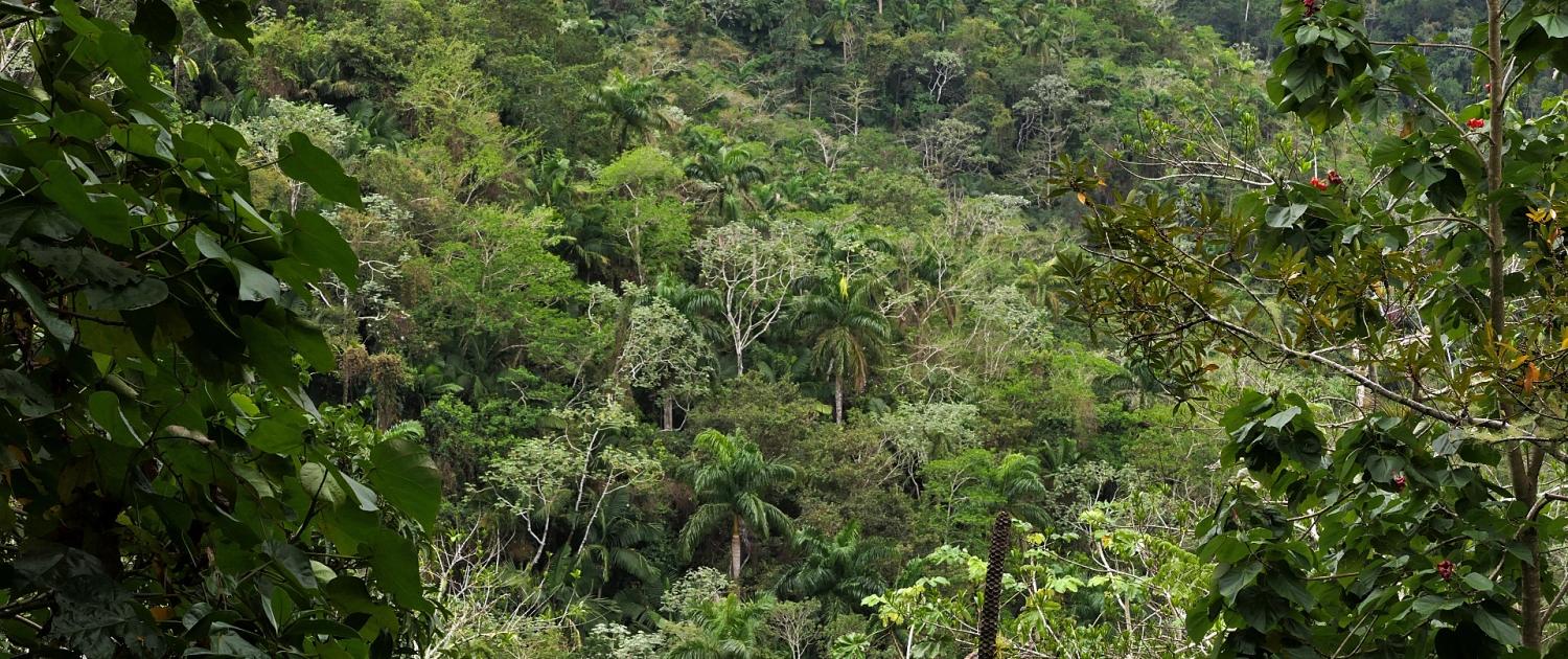 Parque Nacional Turquino