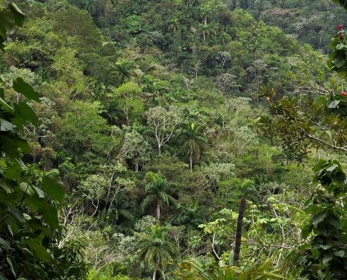 Parque Nacional Turquino