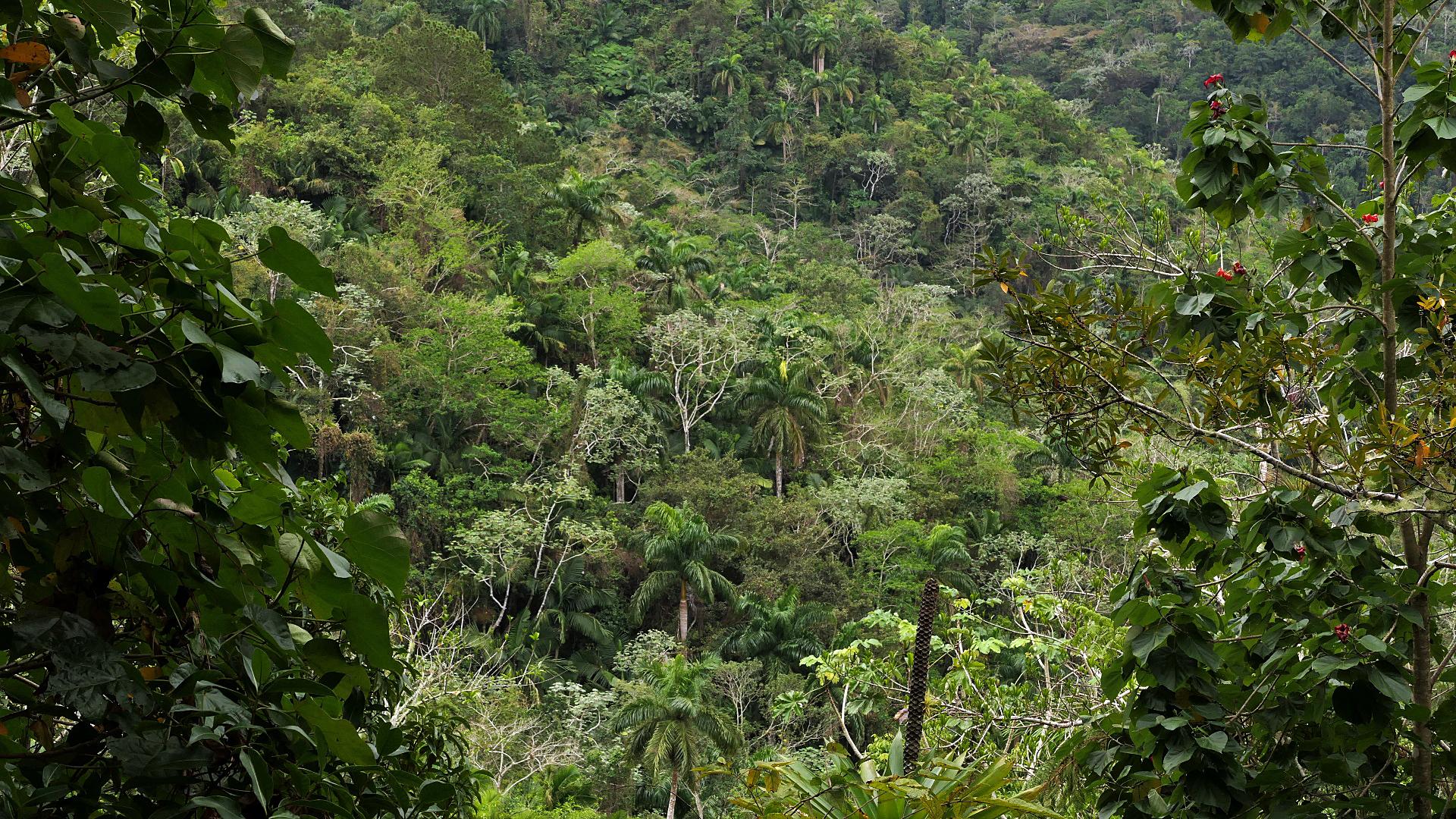 Parque Nacional Turquino