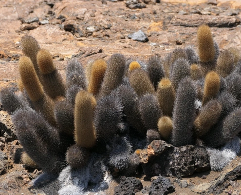 Lavakaktus (Brachycereus nesioticus)