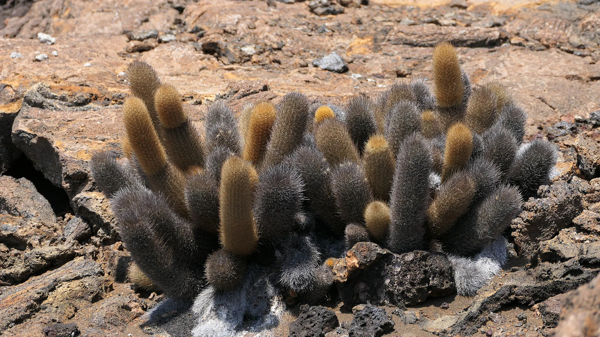 Lavakaktus (Brachycereus nesioticus)
