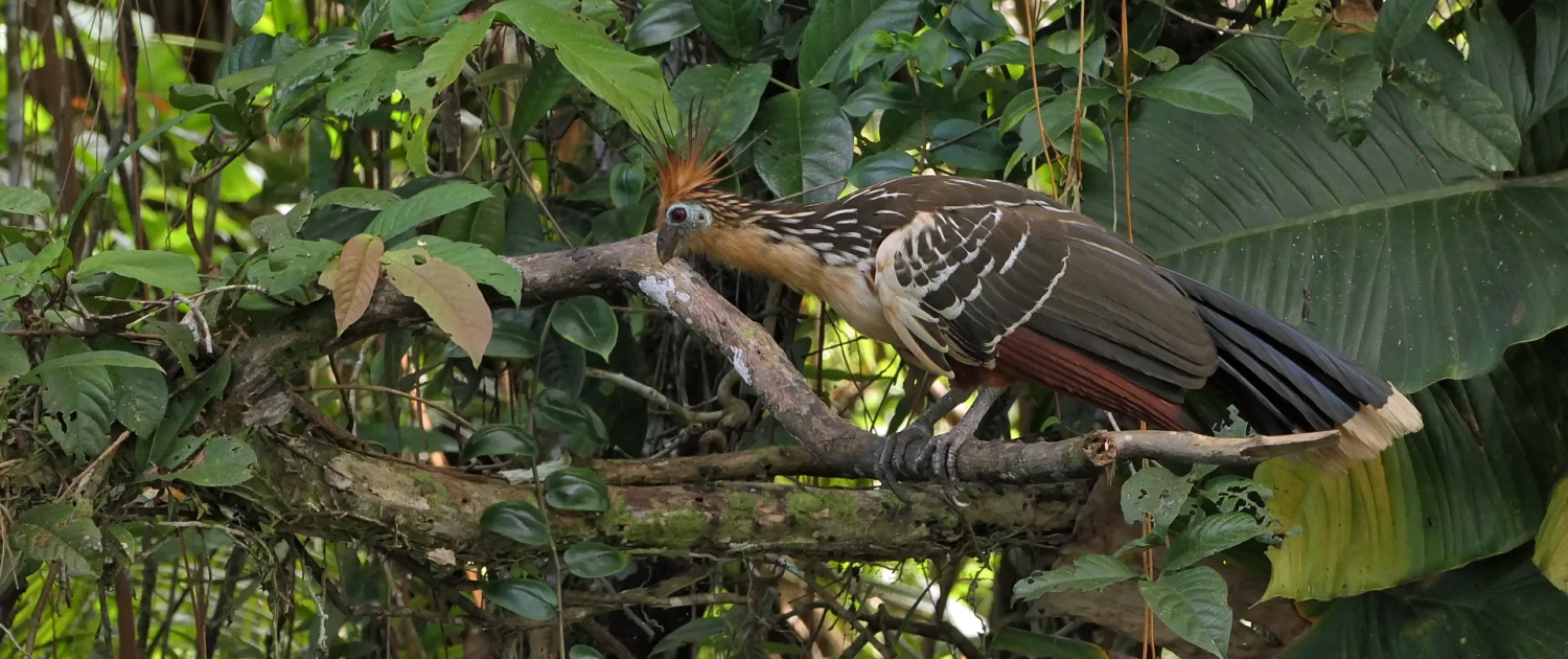 Hoatzin (Opisthocomis hoazin)