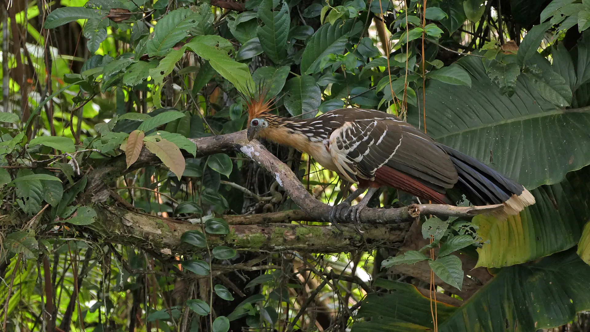 Hoatzin (Opisthocomis hoazin)