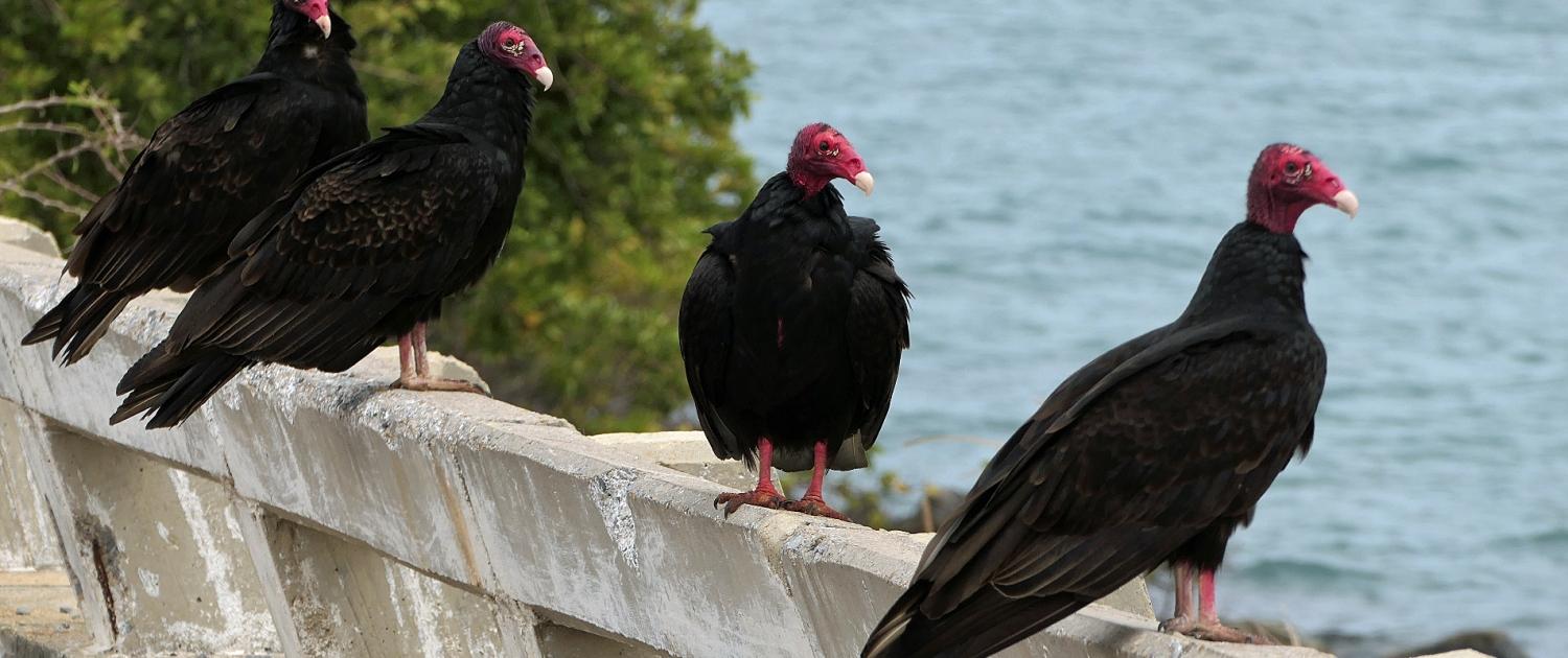 Truthahngeier (Cathartes aura)