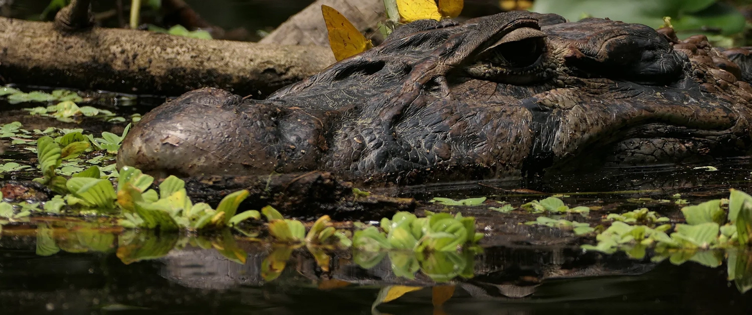 Schwarzer Kaiman (Melanosuchus niger)