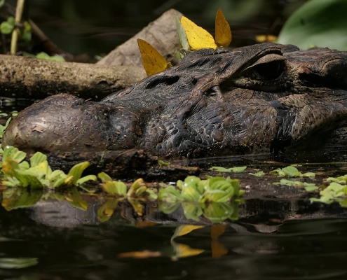 Schwarzer Kaiman (Melanosuchus niger)