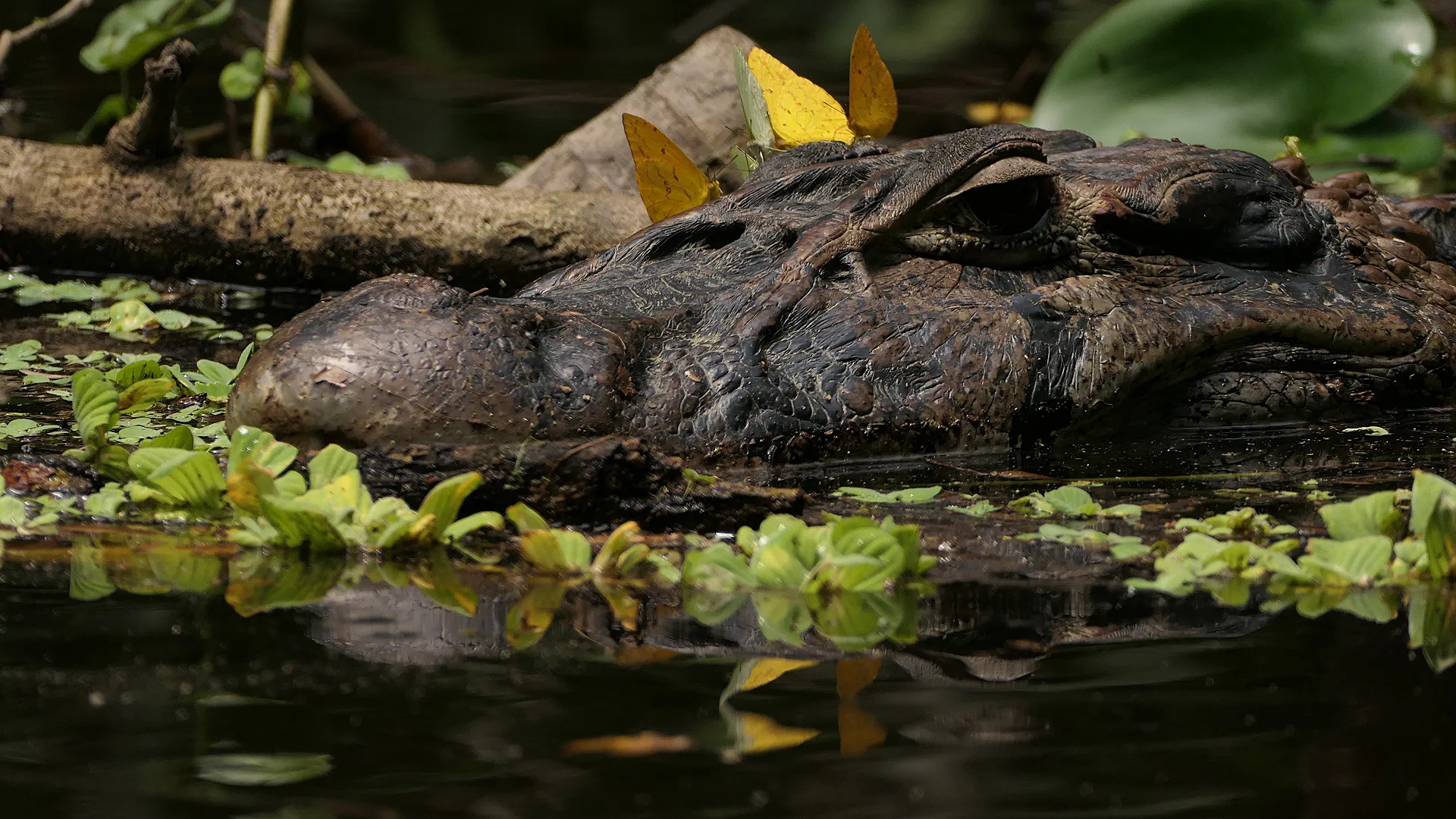 Schwarzer Kaiman (Melanosuchus niger)