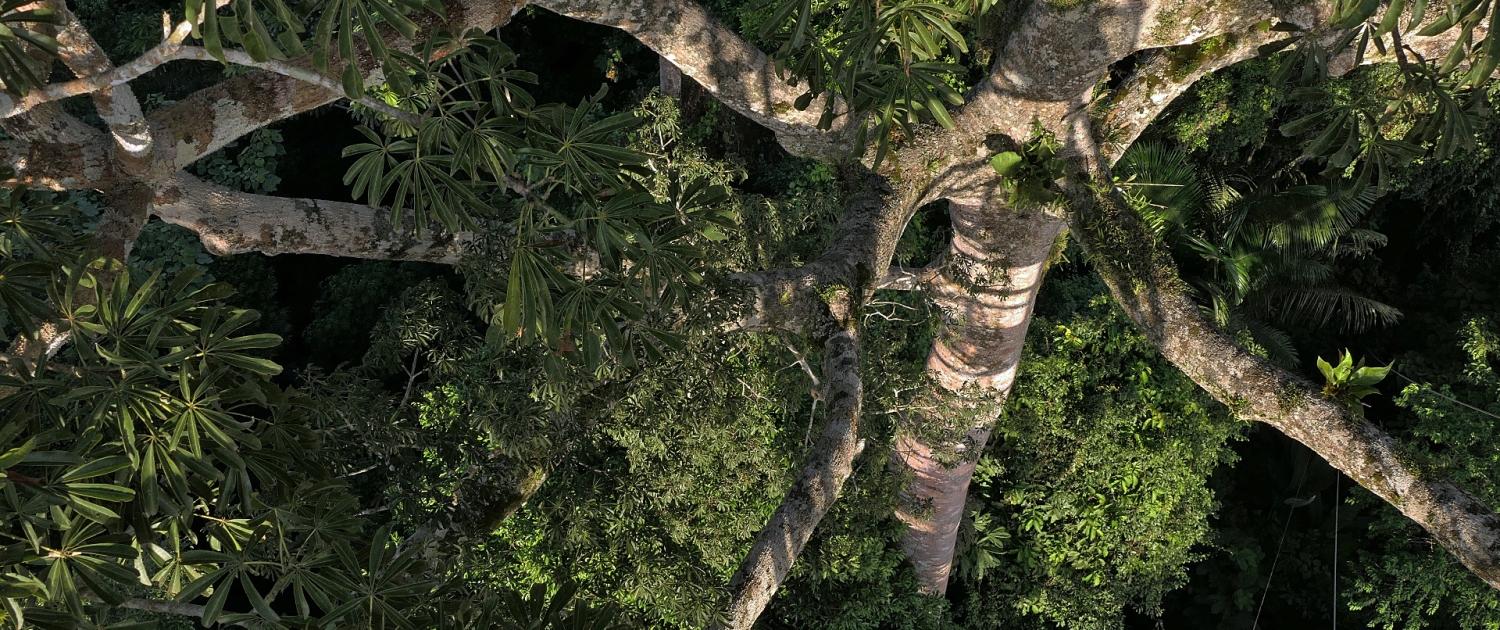 Im Yasuni Nationalpark