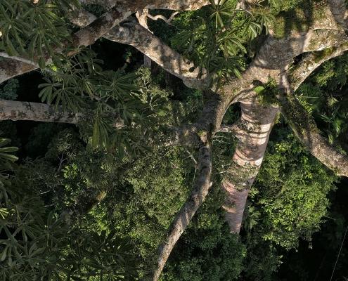 Im Yasuni Nationalpark