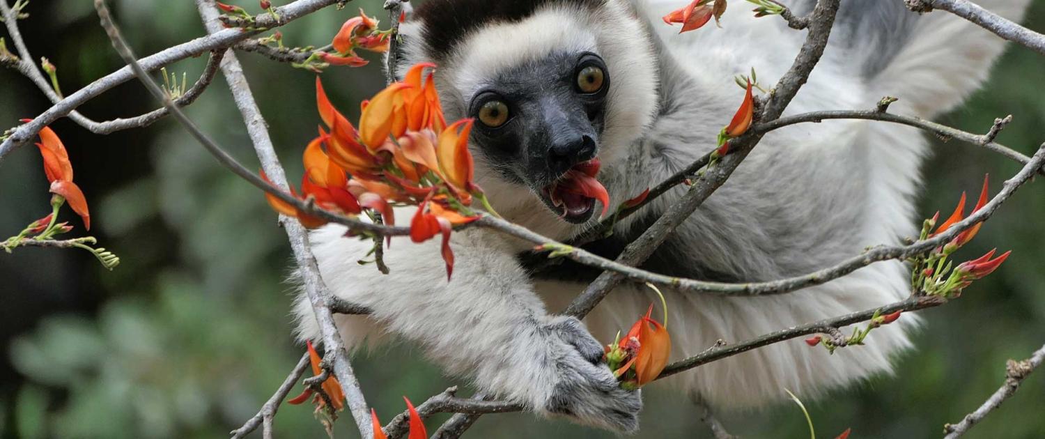 Larvensifaka Larvensifaka