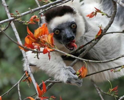 Larvensifaka Larvensifaka