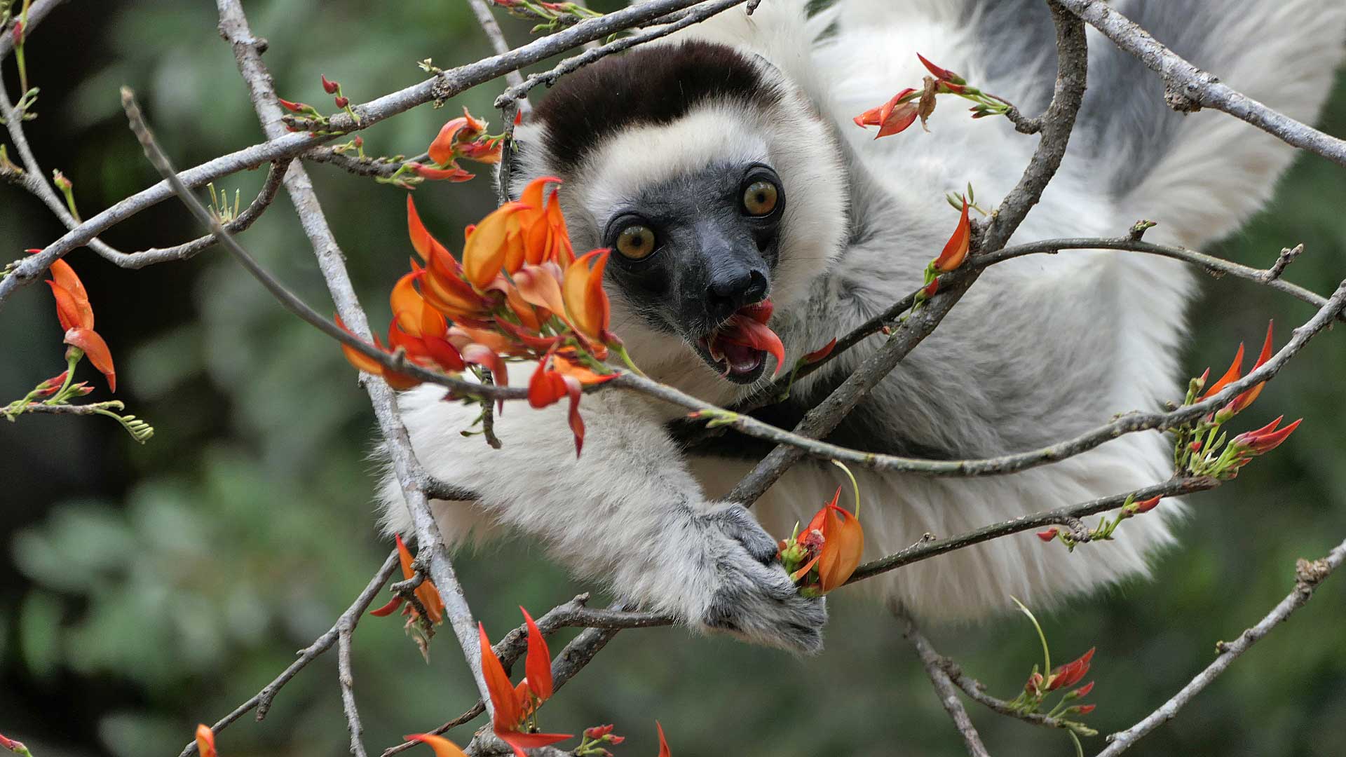 Larvensifaka Larvensifaka