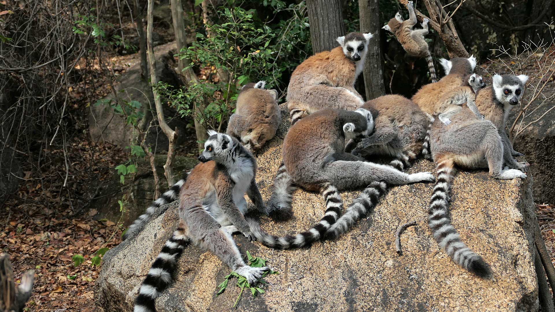 Kattas Kattas