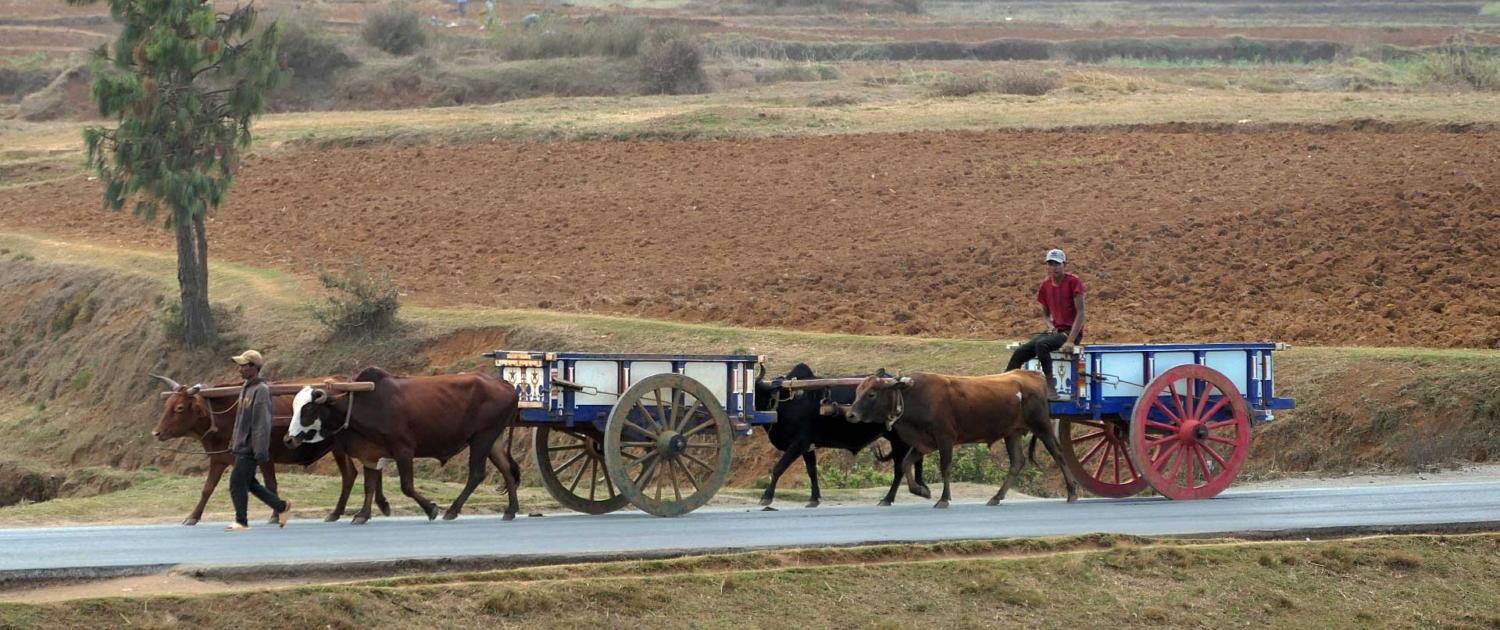 Landestypischer Zebukarren Landestypischer Zebukarren