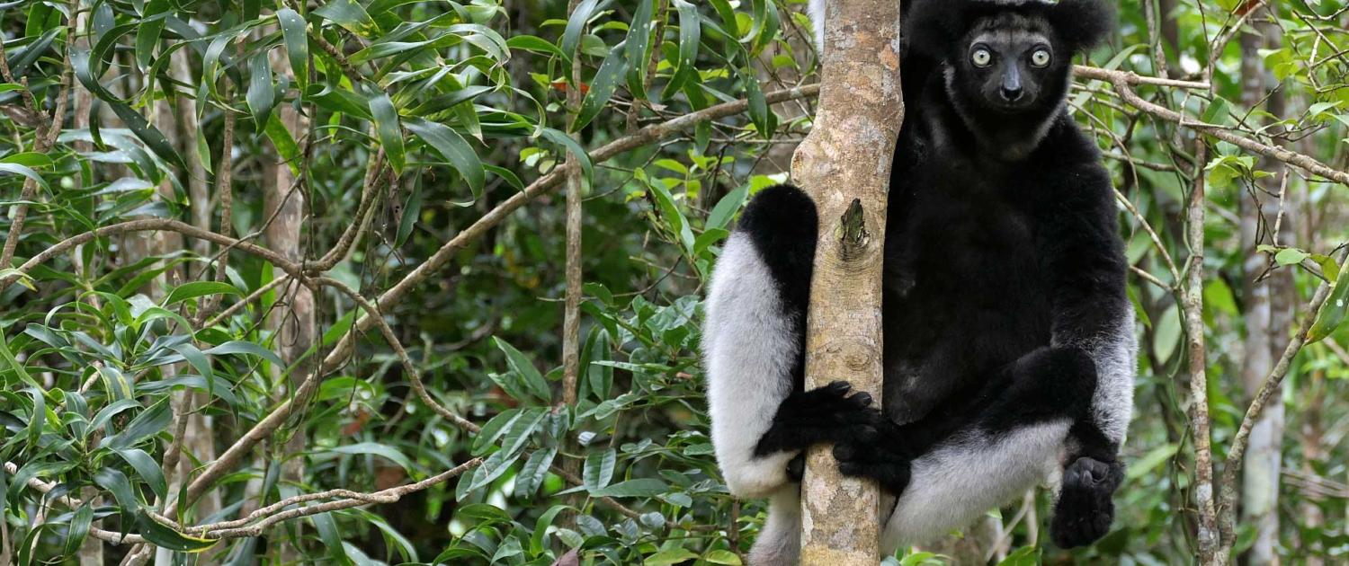 Indri Indri