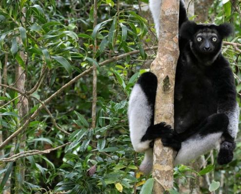Indri Indri