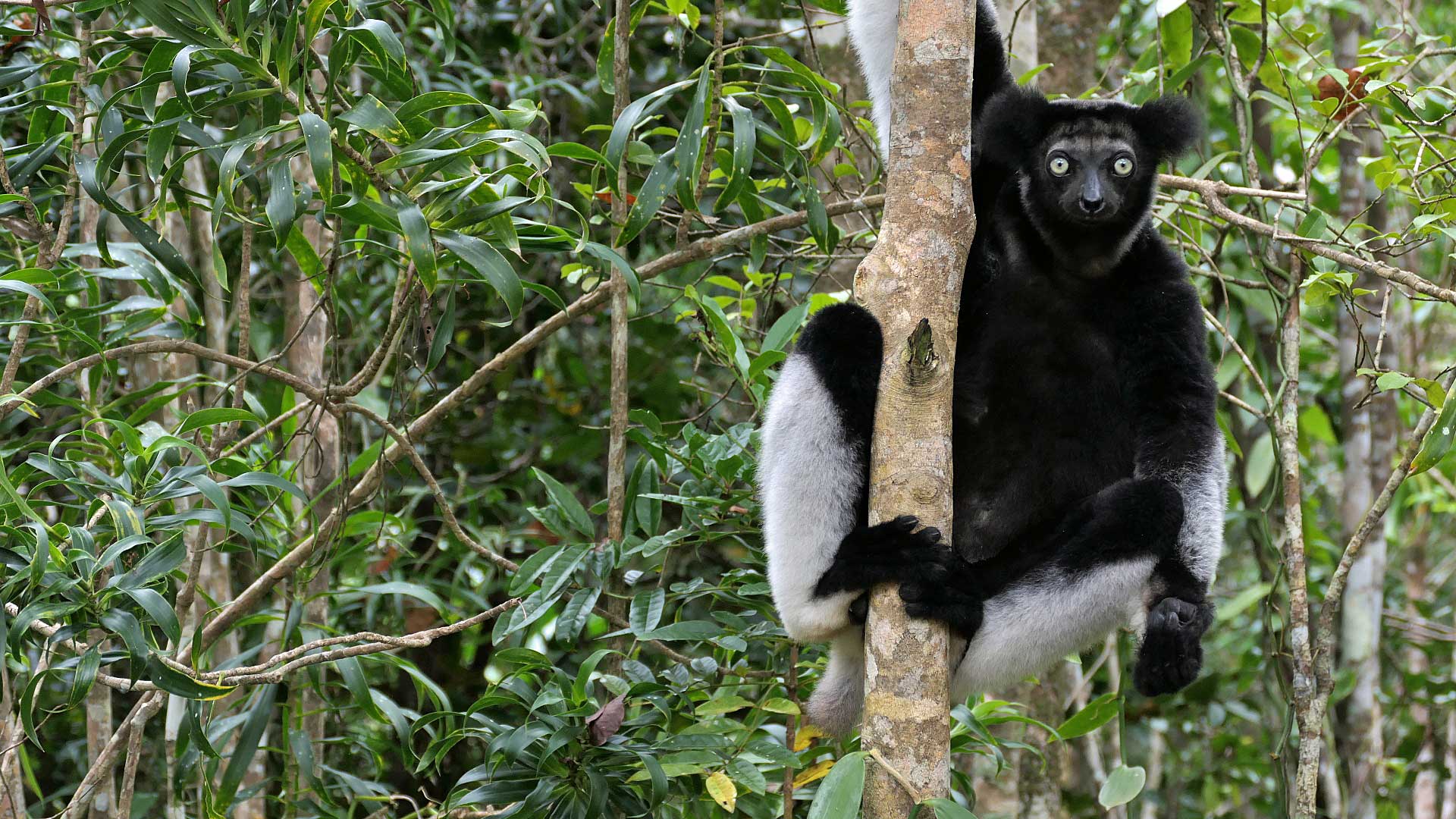 Indri Indri