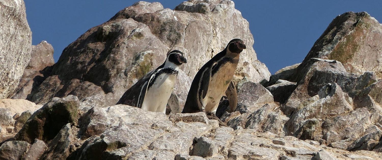 Humboldt Pinguin Humboldt Pinguin