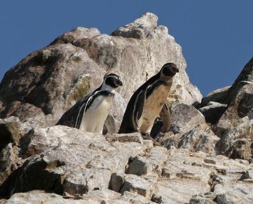 Humboldt Pinguin Humboldt Pinguin