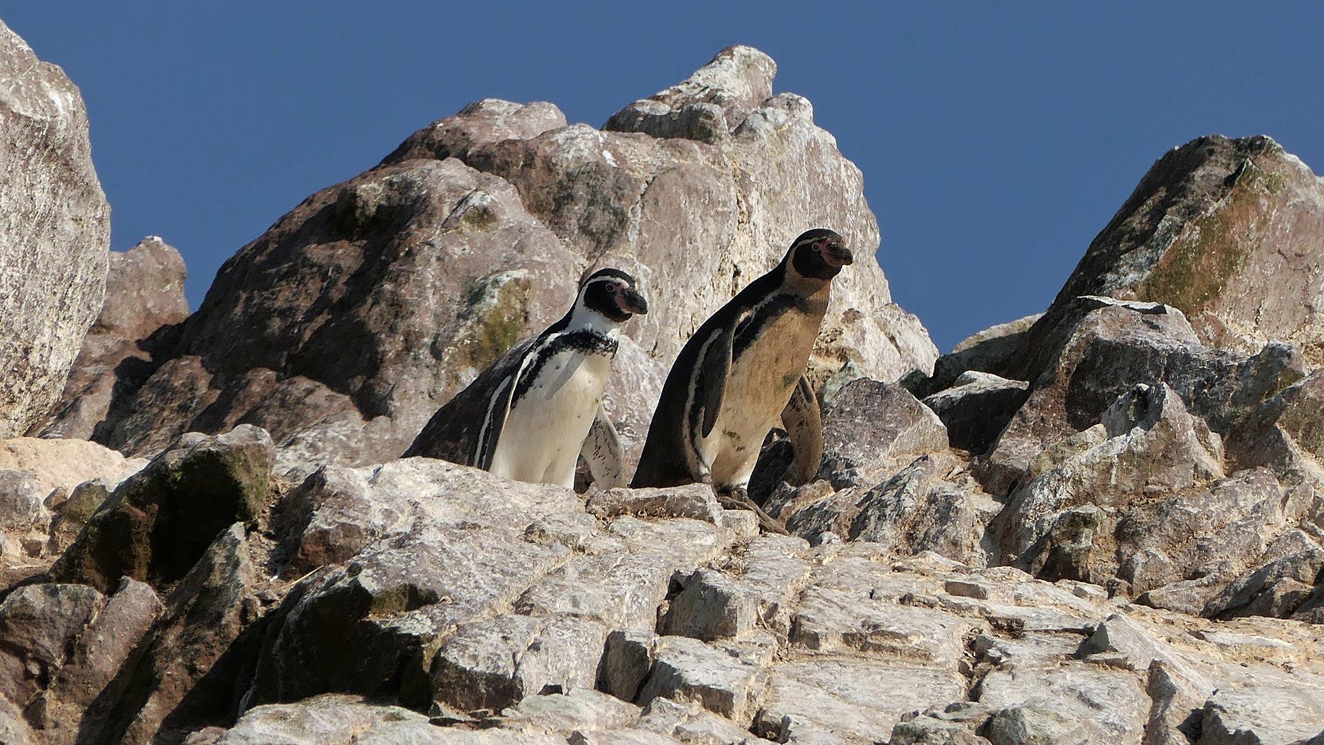Humboldt Pinguin Humboldt Pinguin