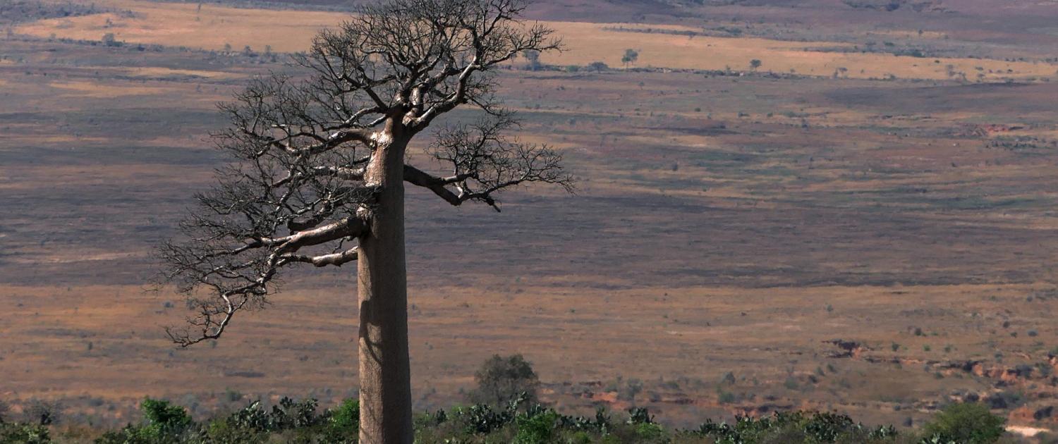 Riesen-Baobab Riesen-Baobab