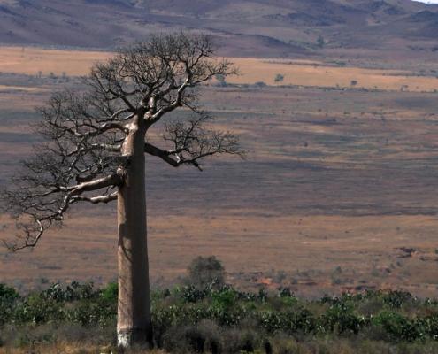 Riesen-Baobab Riesen-Baobab