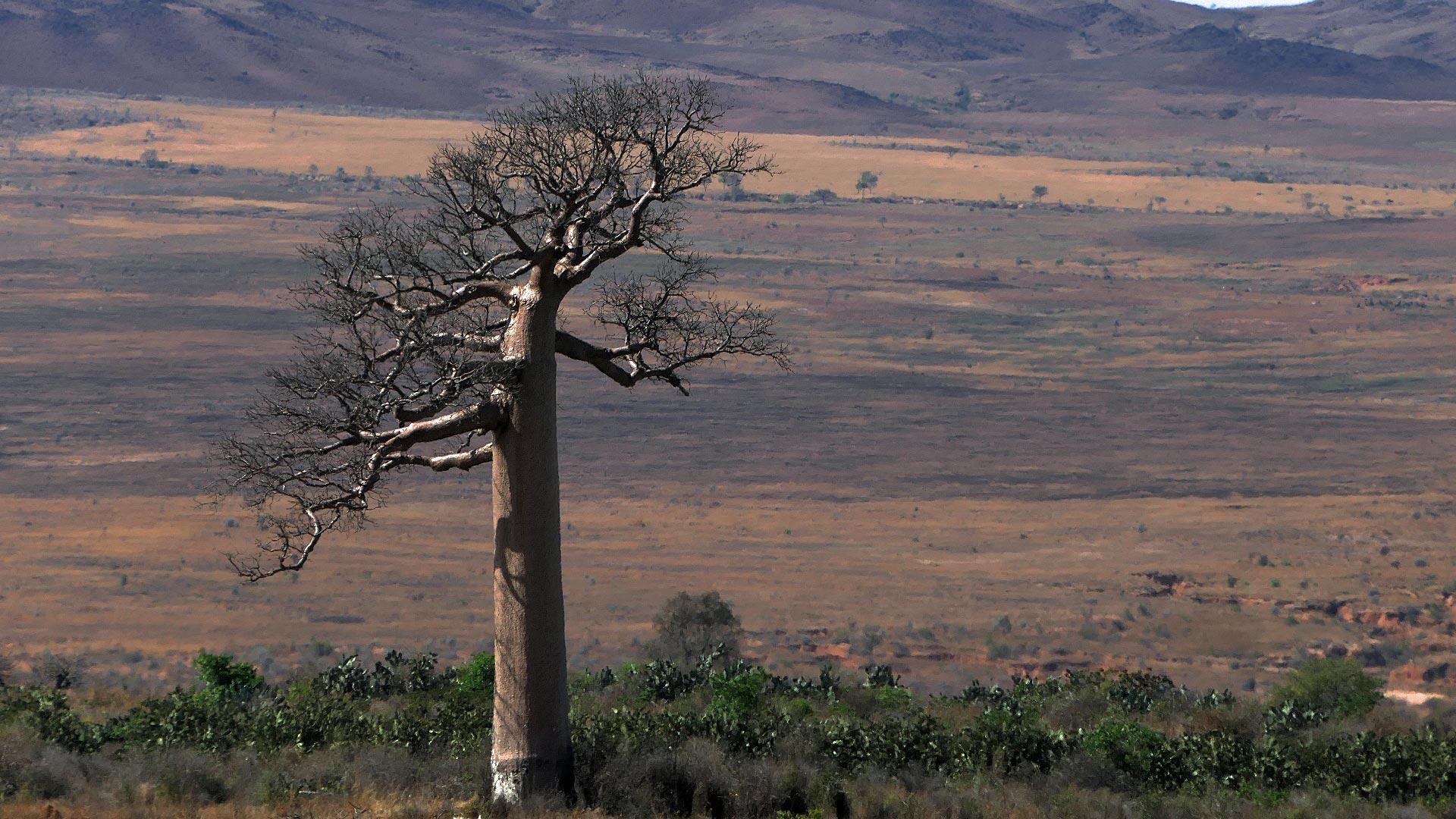 Riesen-Baobab Riesen-Baobab