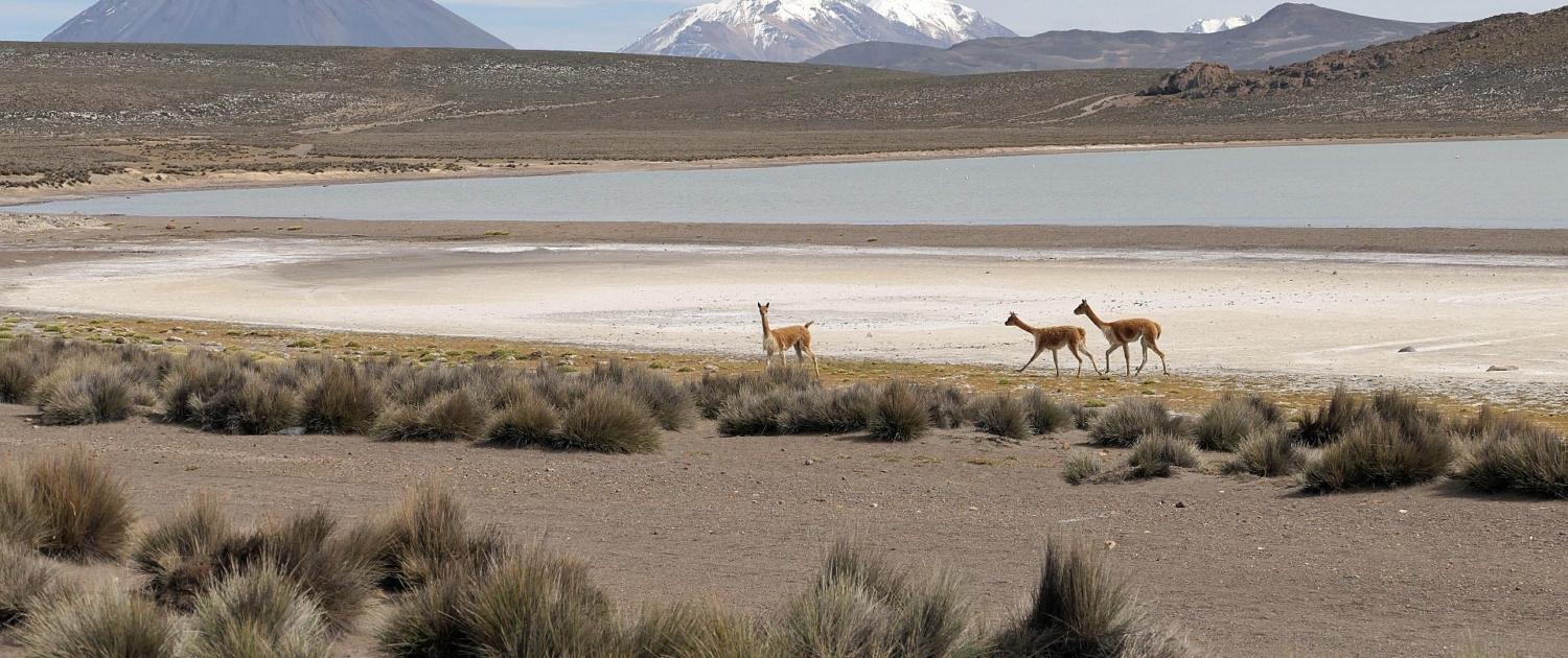 Reserva Nacional de Salinas y Aguada Blanca Reserva Nacional de Salinas y Aguada Blanca