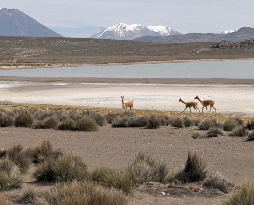 Reserva Nacional de Salinas y Aguada Blanca Reserva Nacional de Salinas y Aguada Blanca
