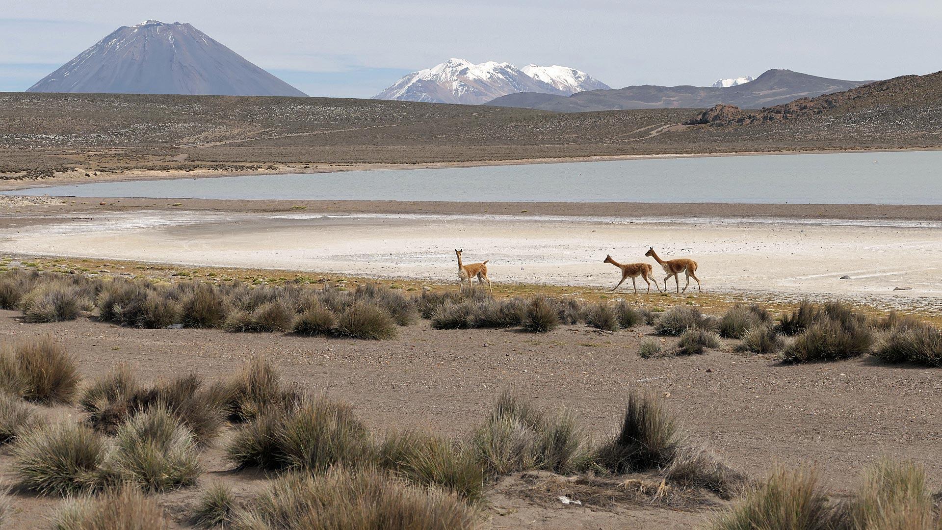 Reserva Nacional de Salinas y Aguada Blanca Reserva Nacional de Salinas y Aguada Blanca